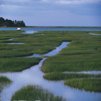 Marsh